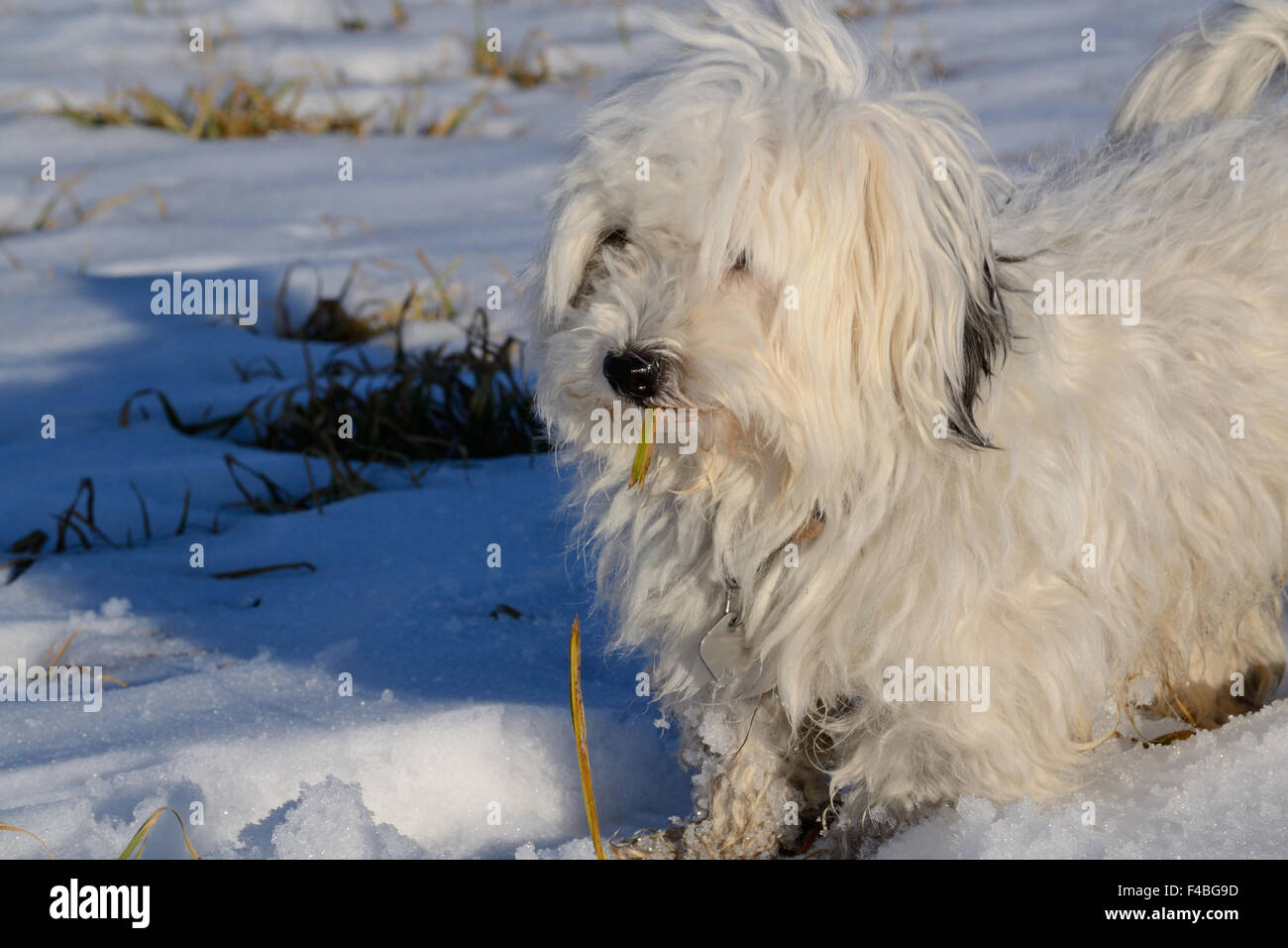 Hundepfote Stockfotos &amp; Hundepfote Bilder Alamy