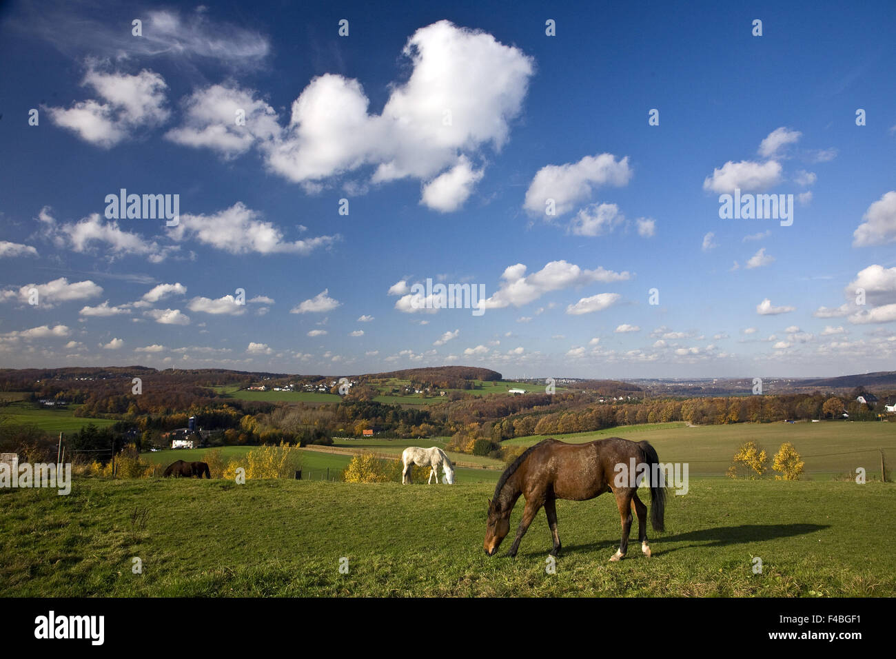 Landschaft mit Pferden, Wetter, Deutschland. Stockfoto