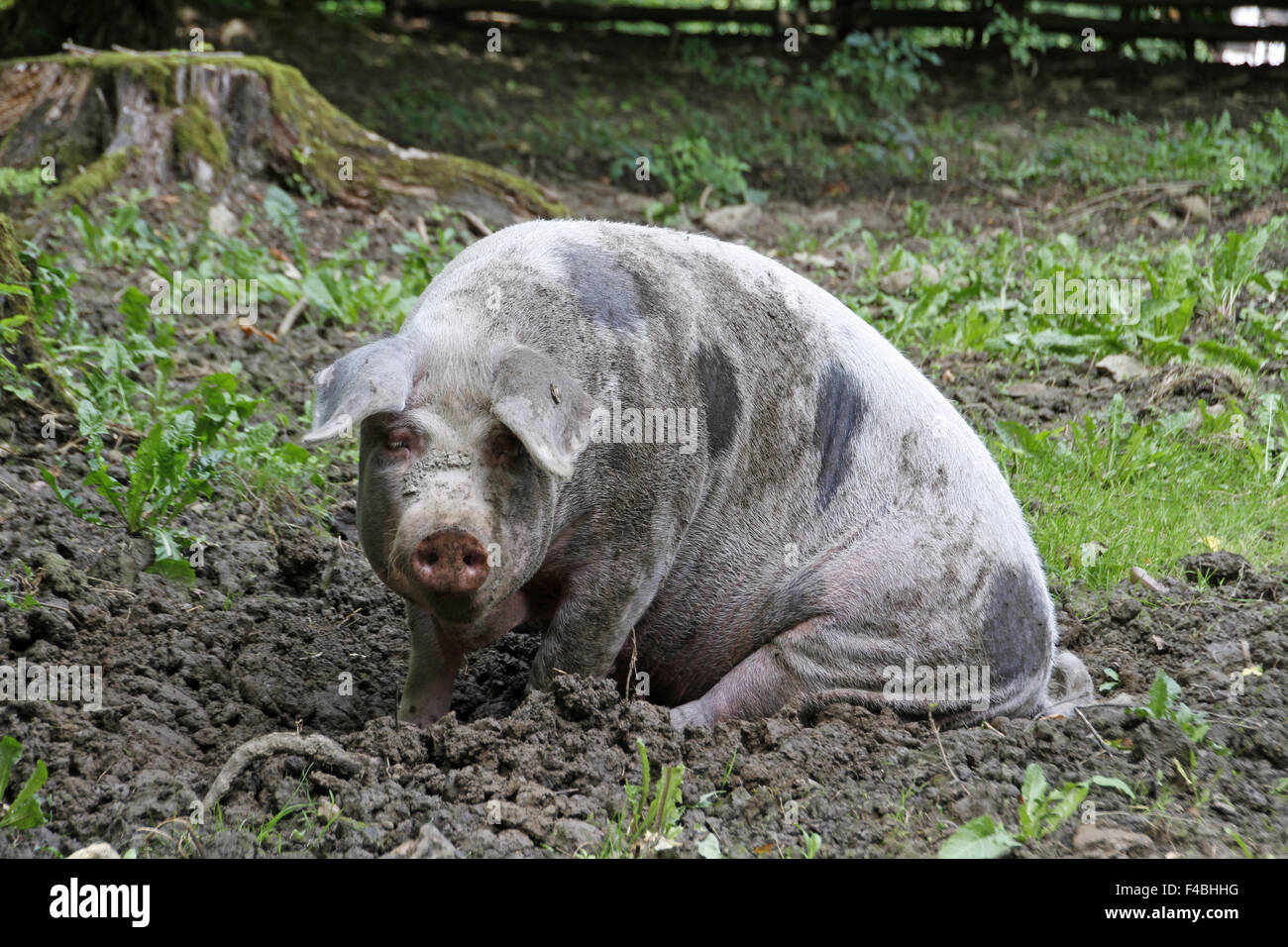 Bentheim schwarz pied Stockfoto