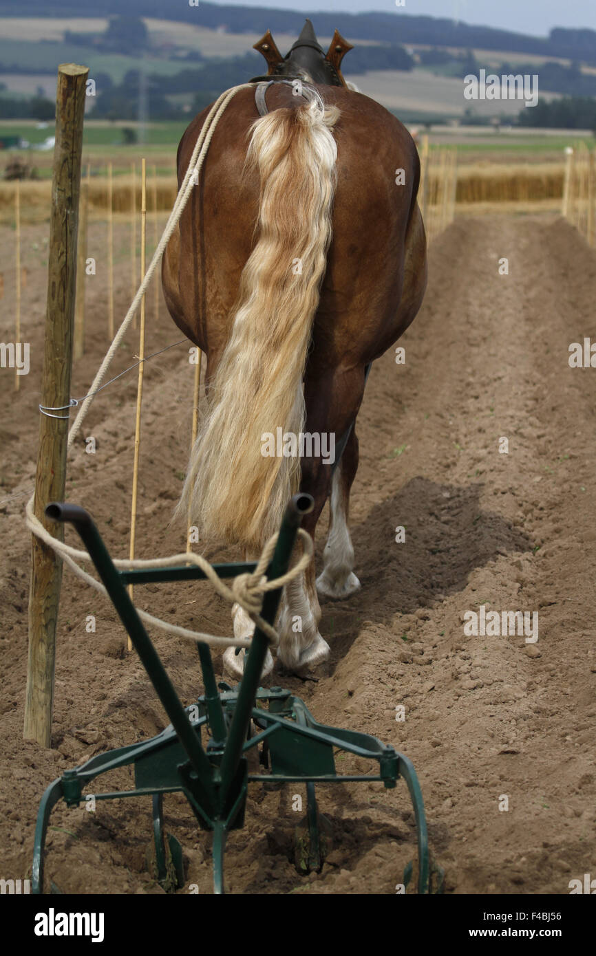 Landwirtschaft mit Pferden Stockfoto