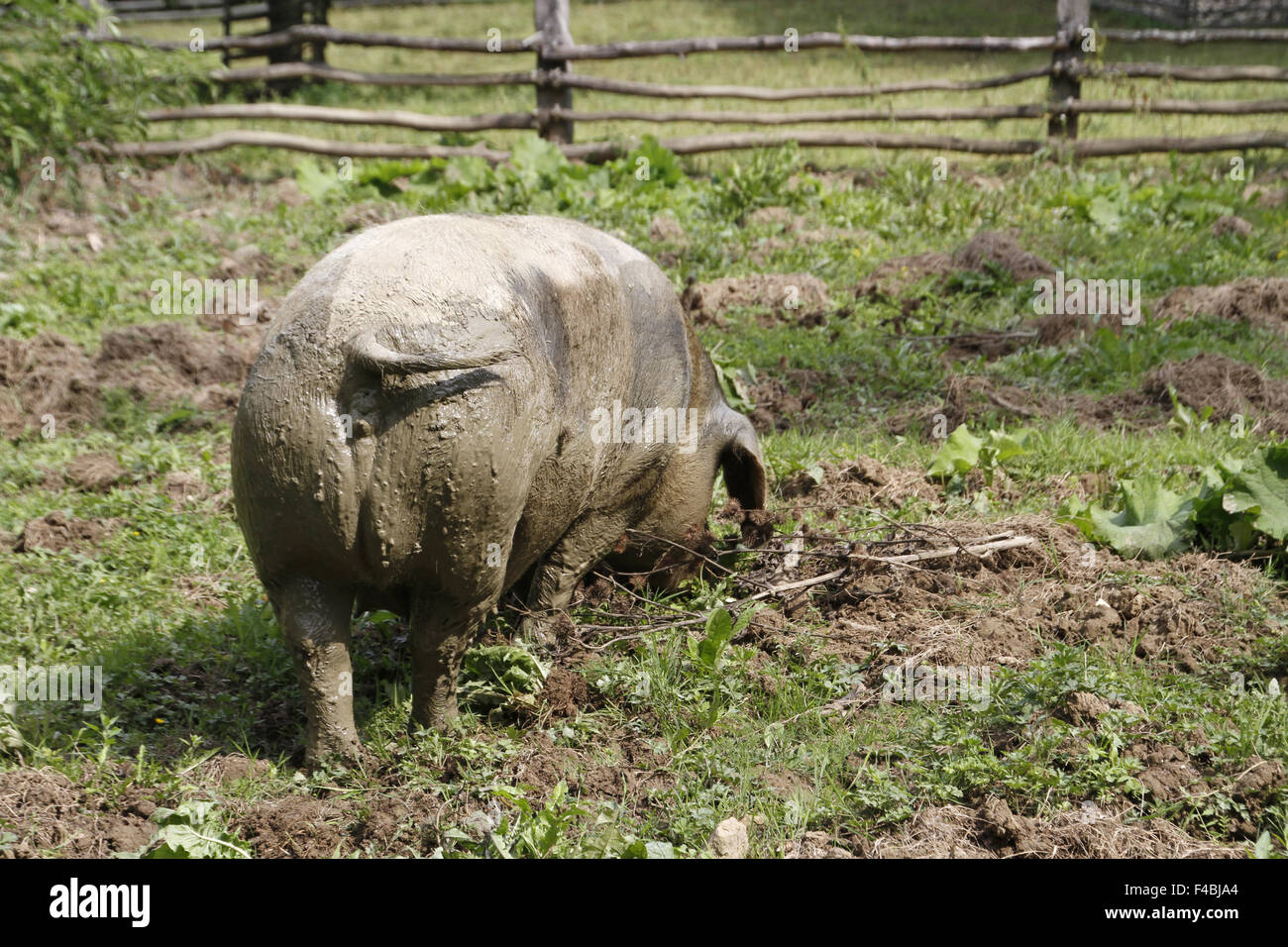 Bentheim schwarz pied Stockfoto