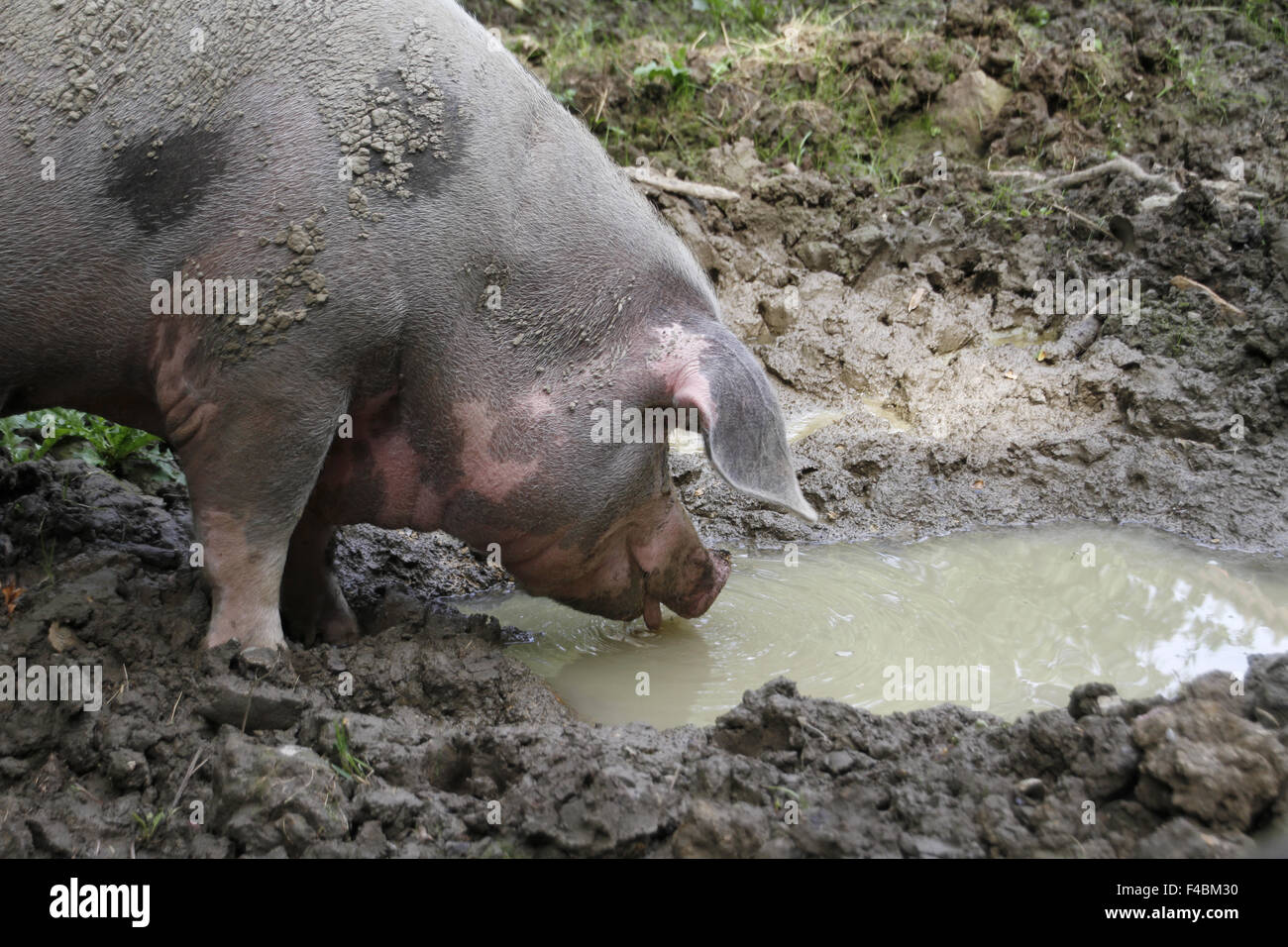 Bentheim schwarz pied Stockfoto