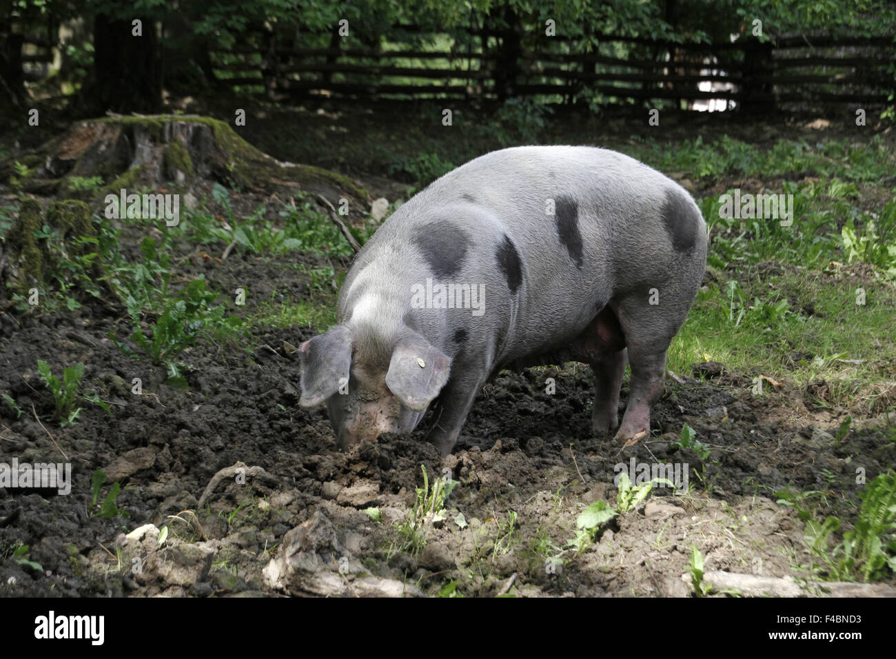 Bentheim schwarz pied Stockfoto