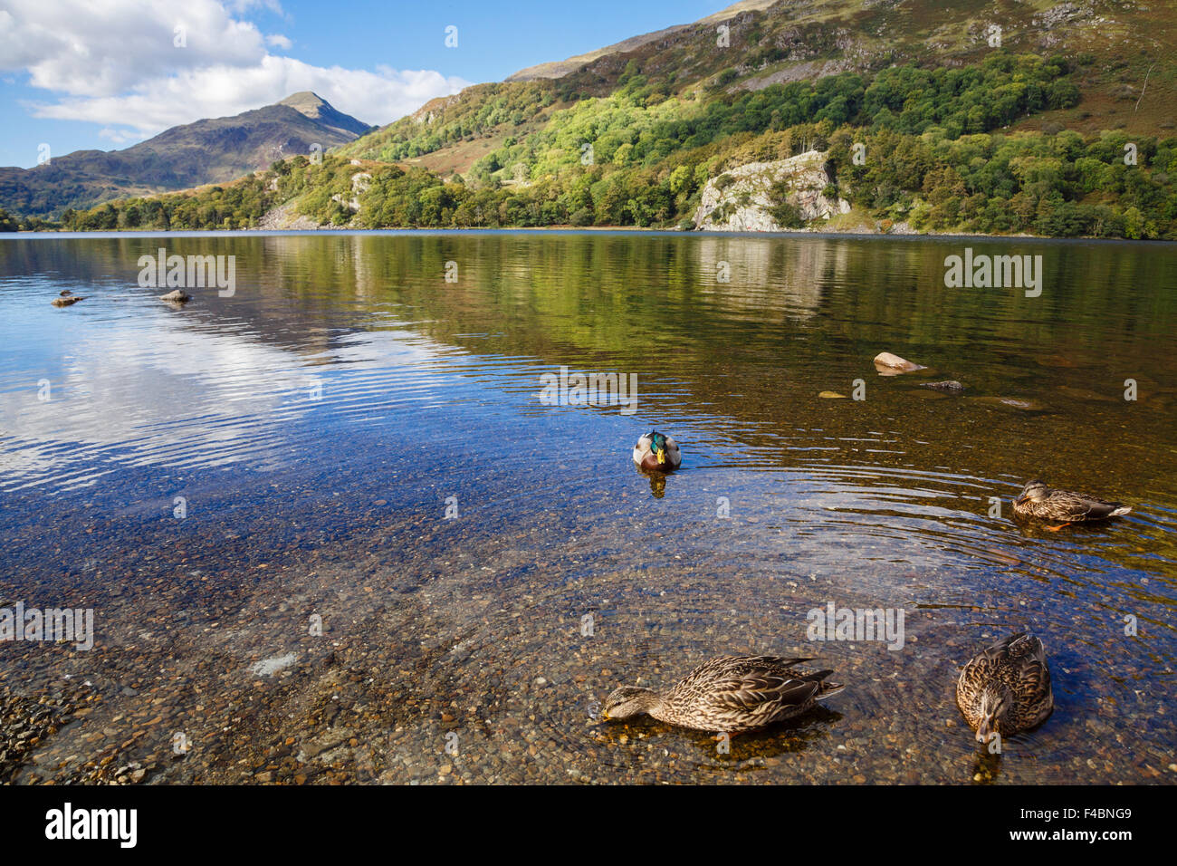 Stockenten (Anas platyrhynchos) auf Llyn Gwynant See in Snowdonia National Park (Eryri). Beddgelert, Gwynedd, Wales, Großbritannien, Großbritannien Stockfoto