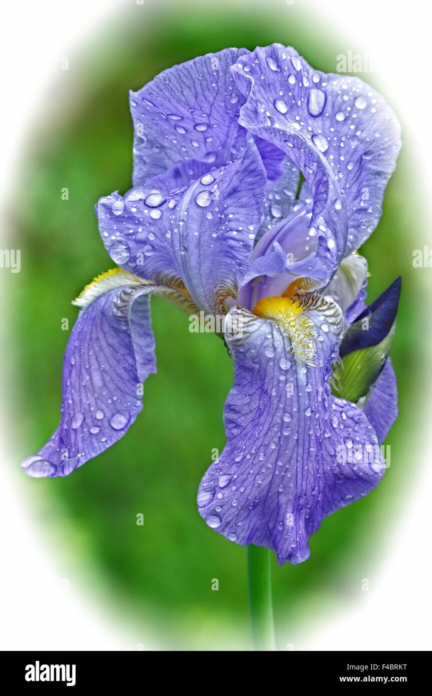 Iris nassen weißen vignette Stockfoto