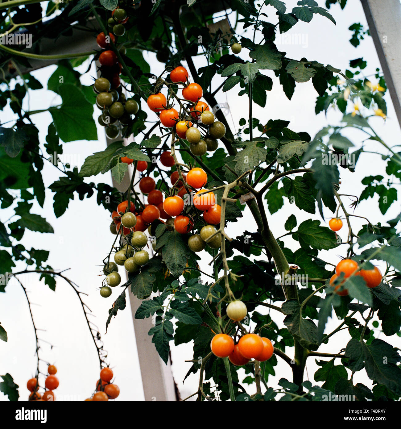 Farbe Bild Obst und Gemüse Blatt Pflanzen quadratische Tomaten Gemüse Stockfoto