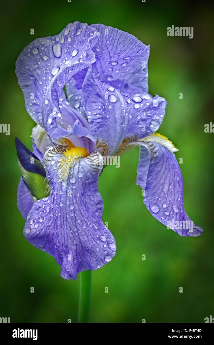 Schwarze iris Fotos und Bildmaterial in hoher Auflösung Alamy