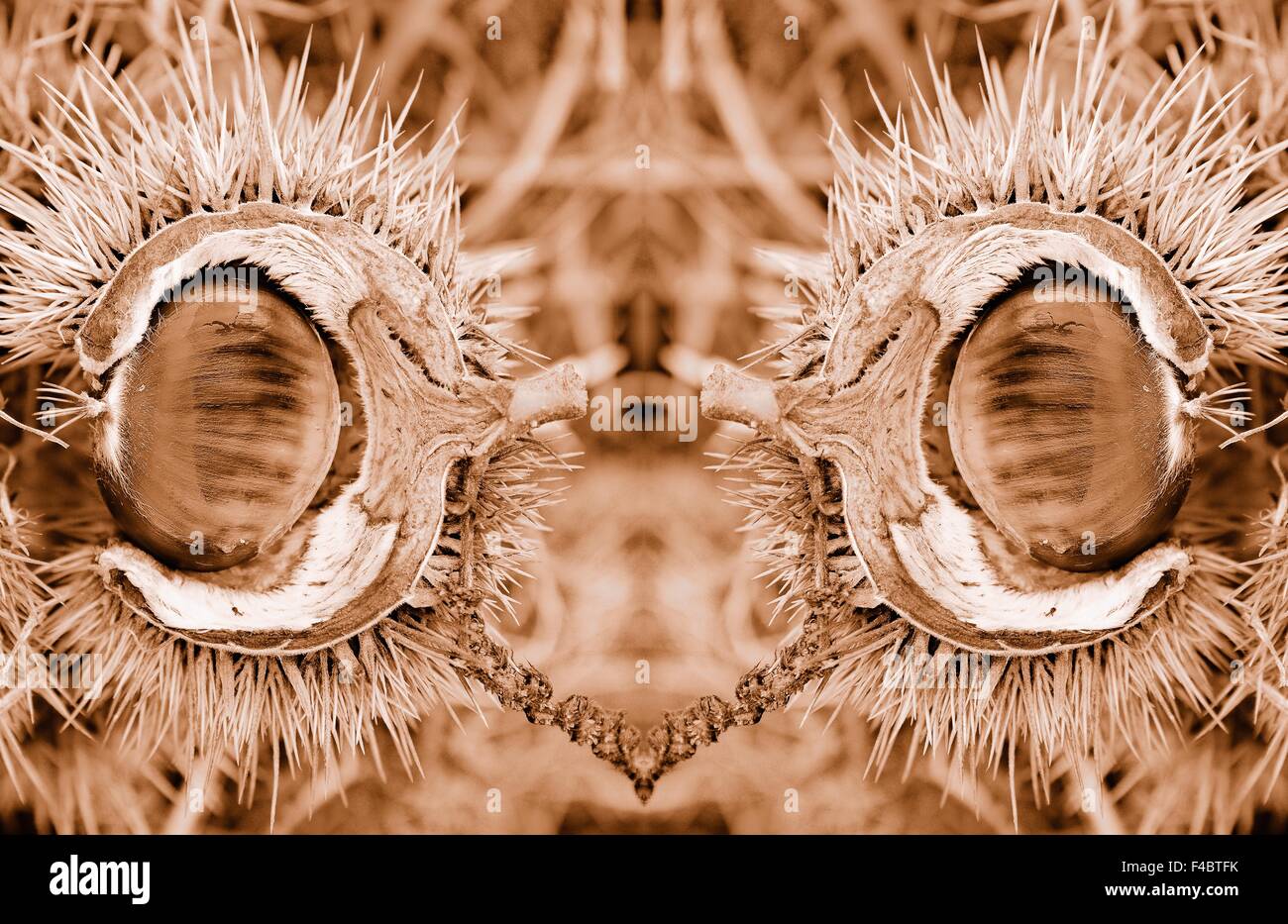 in die Mitte geteilt Kastanien Schalen sepia Stockfoto
