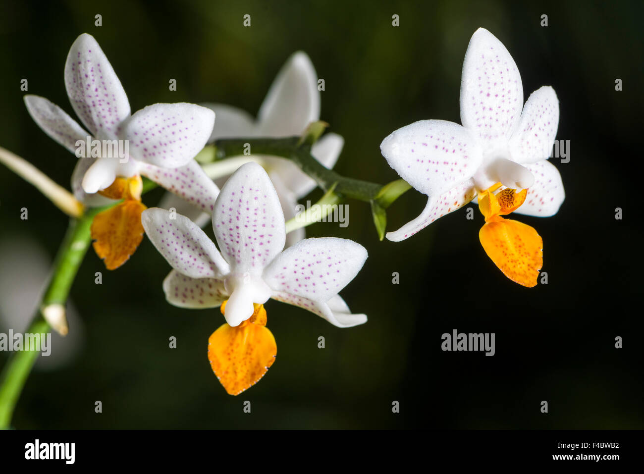 Weißen und gelben Blüten der Orchideen (Phalaenopsis) blühen Stockfoto