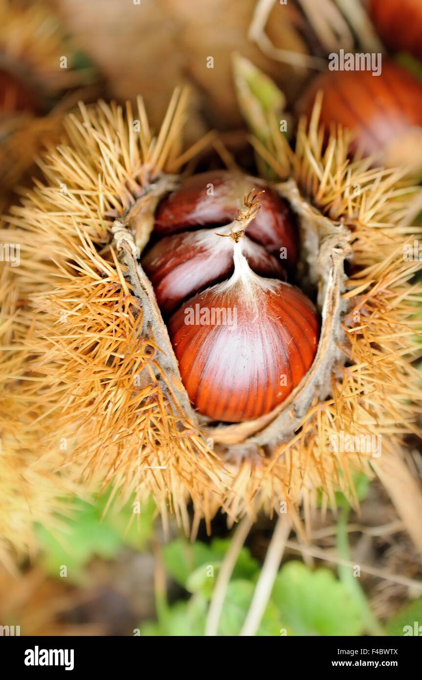 Reife Kastanien Stockfoto