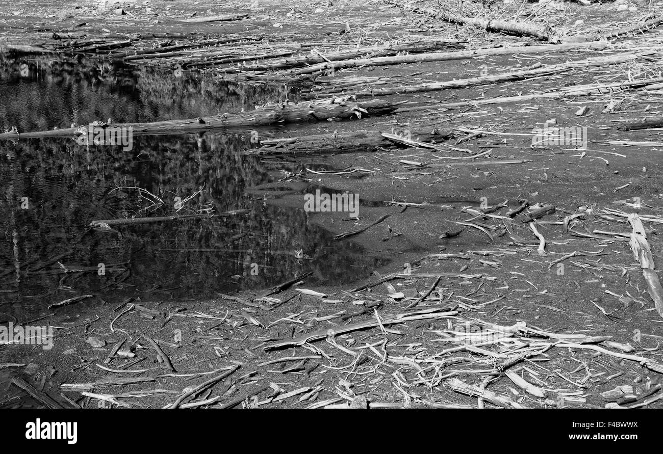 Treibholz am Ufer Rand schwarz-weiß Stockfoto