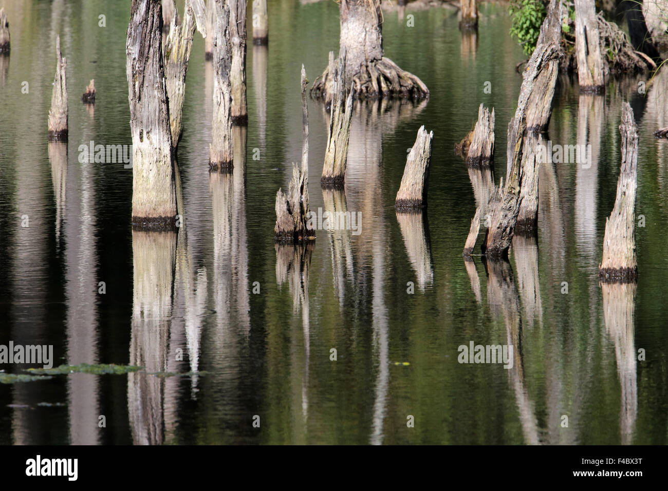 Biber Teich in Bayern, Deutschland Stockfoto