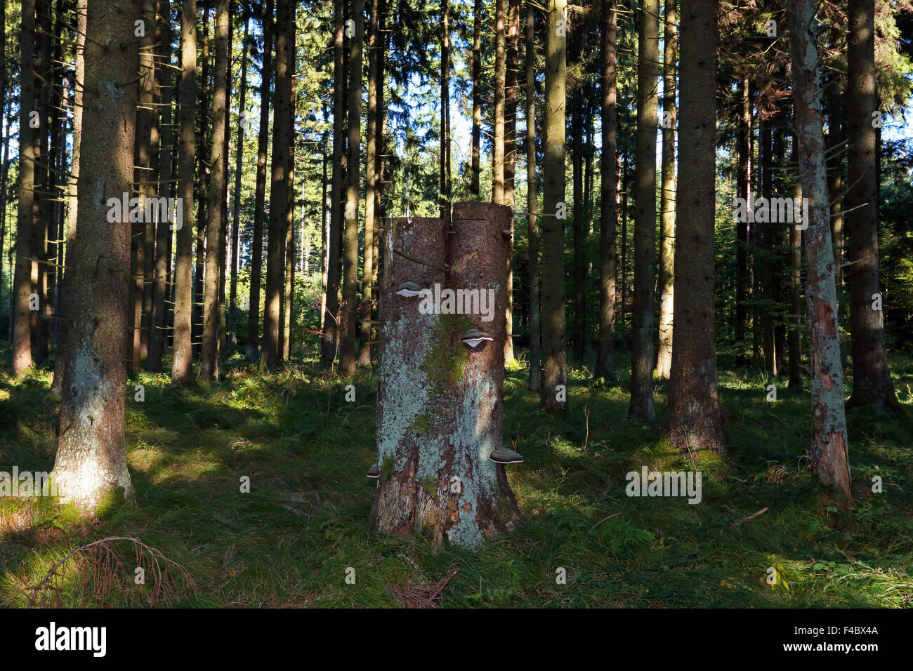 Fichtenwald mit Stub und Pilze Stockfoto