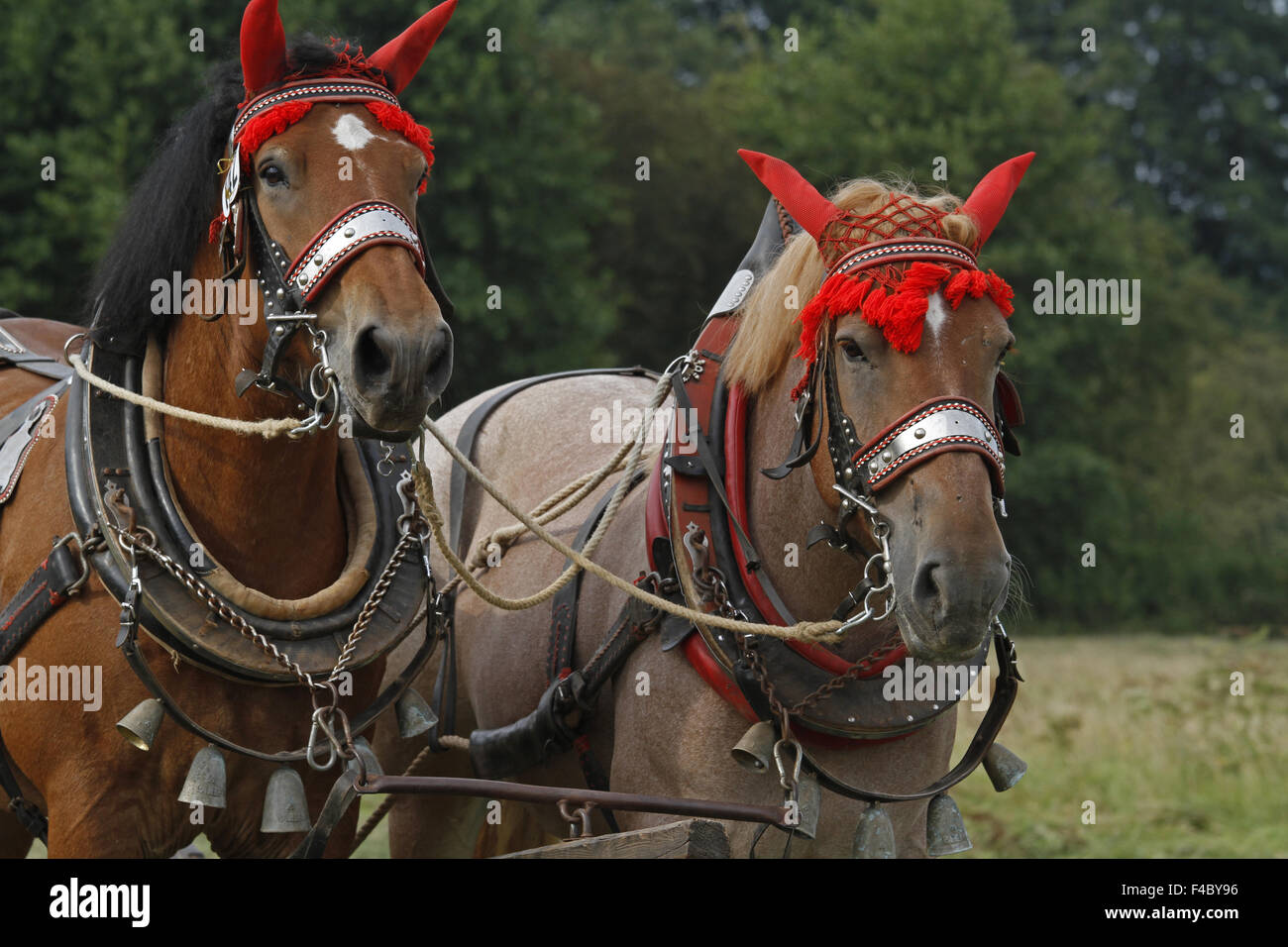 Vlaams Paards Stockfoto