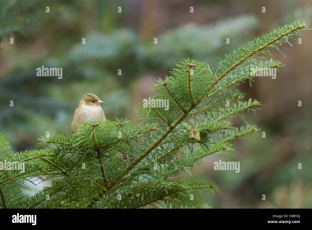 Weibliche gemeinsame Buchfink Stockfoto
