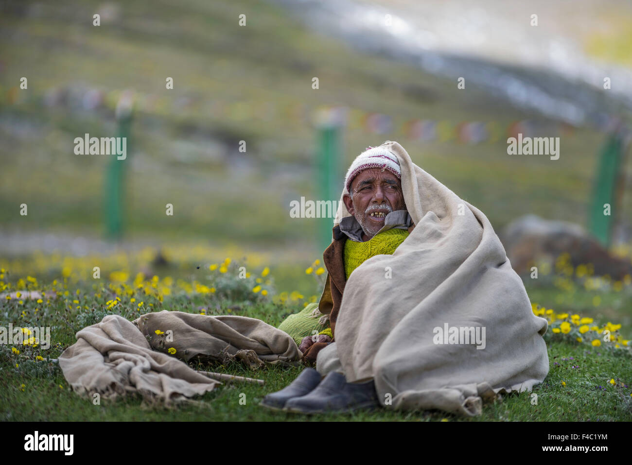 Schäfer ist im relax Stimmung auf Kumzum pass Stockfoto