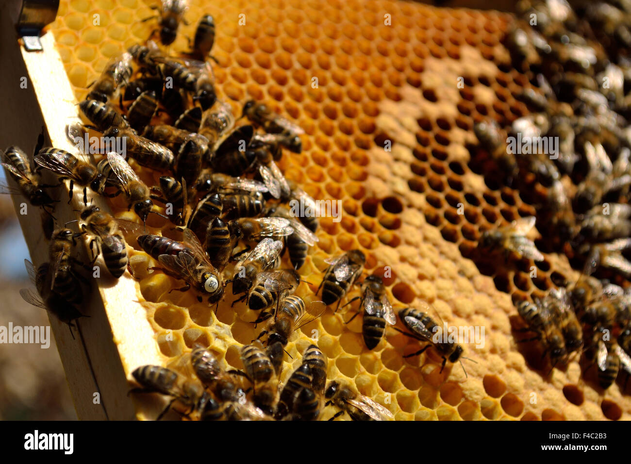 Arbeitsbienen mit ihrer Königin Stockfoto
