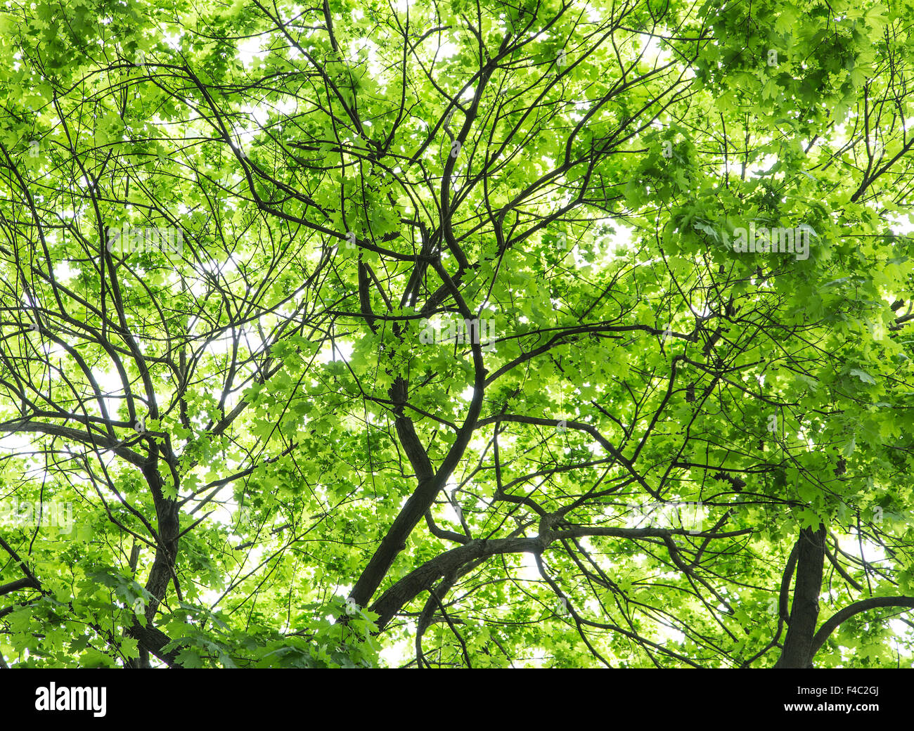 Bunter Baum Blätter. Nahaufnahme. Nahaufnahme. Natur-Hintergrund. Stockfoto