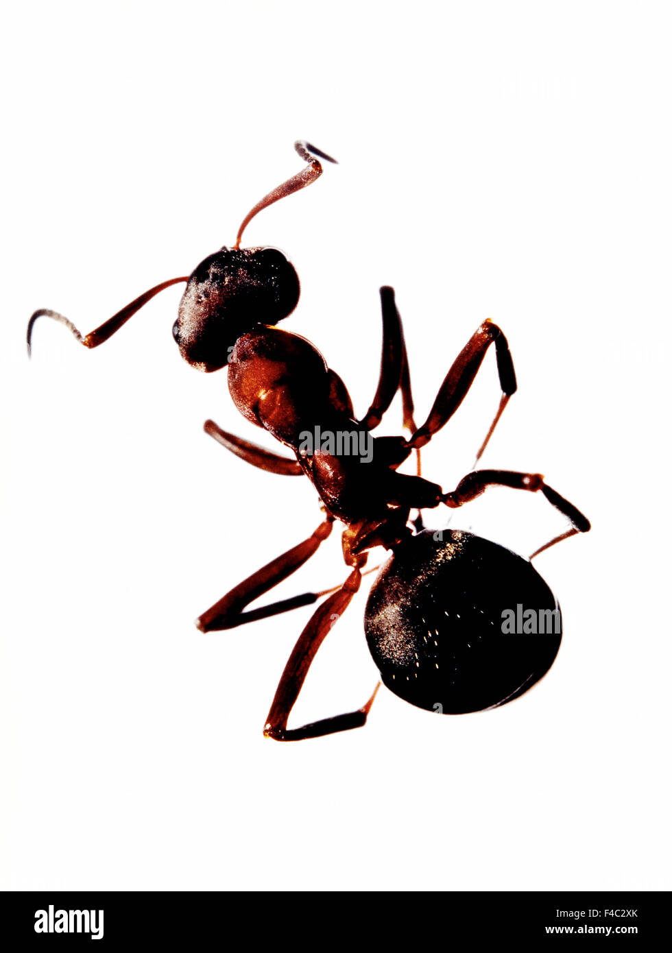 Eine Ameise auf einem weißen Hintergrund, close-up. Stockfoto