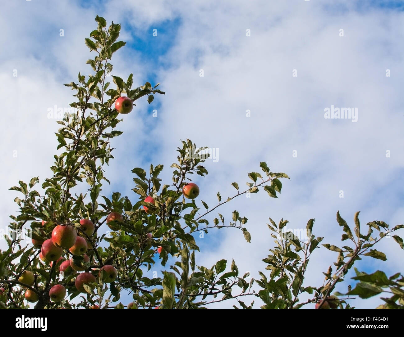 Apple Tree Closeup auf reifen roten Früchten, gegen teilweise bewölkter Himmel im Oktober in Stockholm. Stockfoto