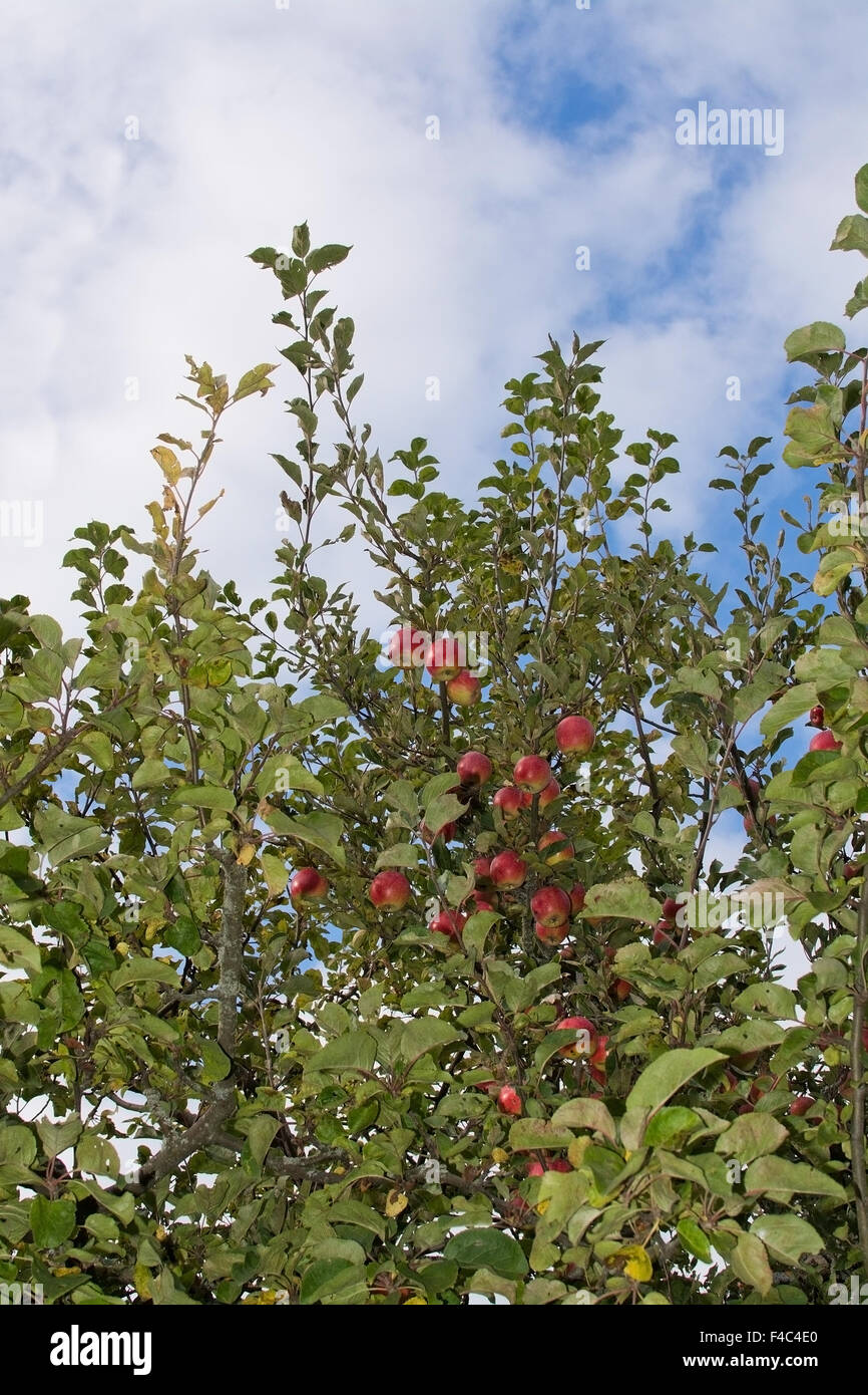 Apple Tree Closeup auf reifen roten Früchten, gegen teilweise bewölkter Himmel im Oktober in Stockholm. Stockfoto