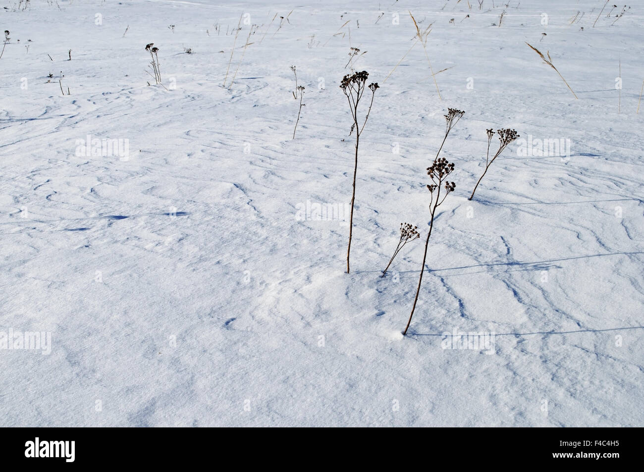 Schneeoberfläche mit Trockenrasen Stockfoto