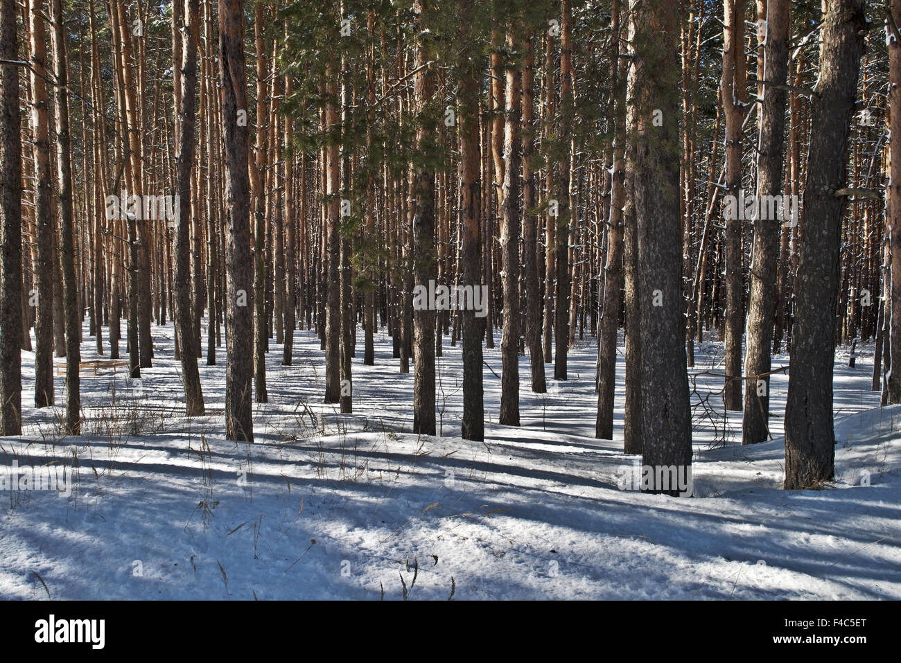 Kiefernstämmen im Winterwald Stockfoto