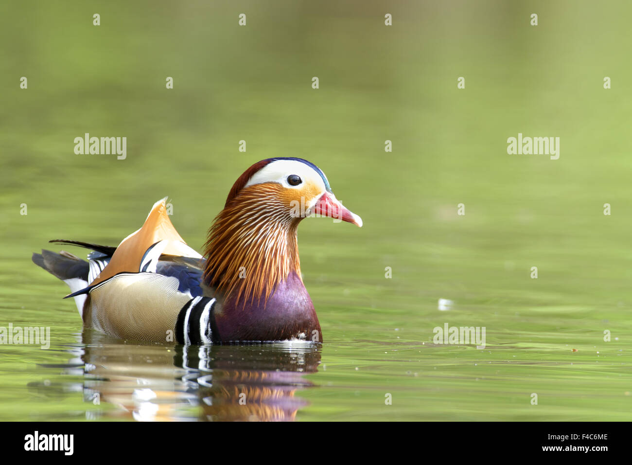Mandarin Ente Stockfoto