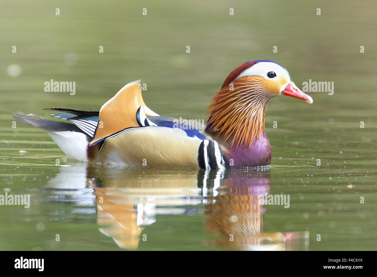 Männliche Mandarinente Stockfoto