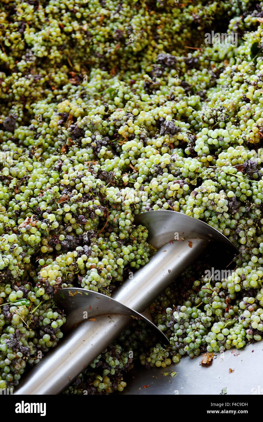 Verschiedene Arten von Trauben werden durch industrielle Traube Brecher Maschine zerkleinert. Stockfoto