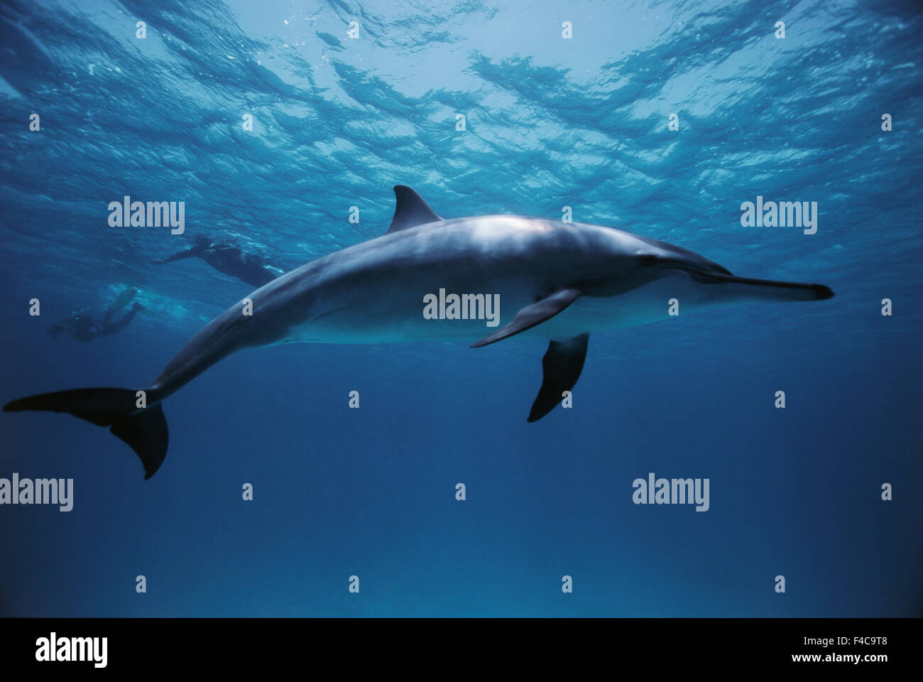 Ägypten, Südliches Rotes Meer, Spinner-Delfine (Stenella Longirostris) Unterwasser Schwimmen mit Taucher (großformatige Größen erhältlich) Stockfoto