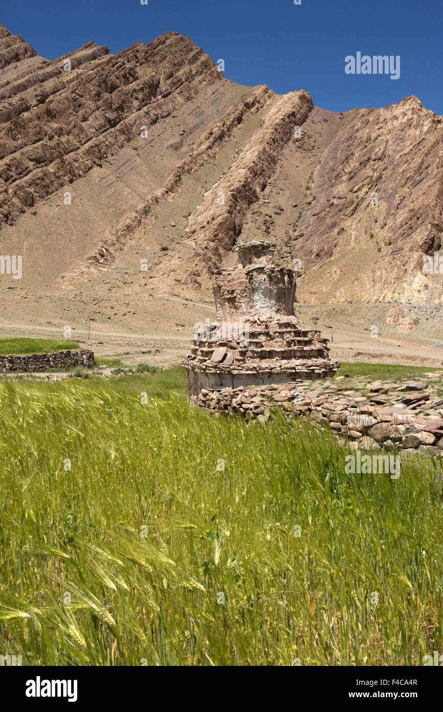 Indien, Jammu & Kashmir, Ladakh, Hemis, alte weiß getünchten Chörten am Rand des Gerstenfeld Stockfoto