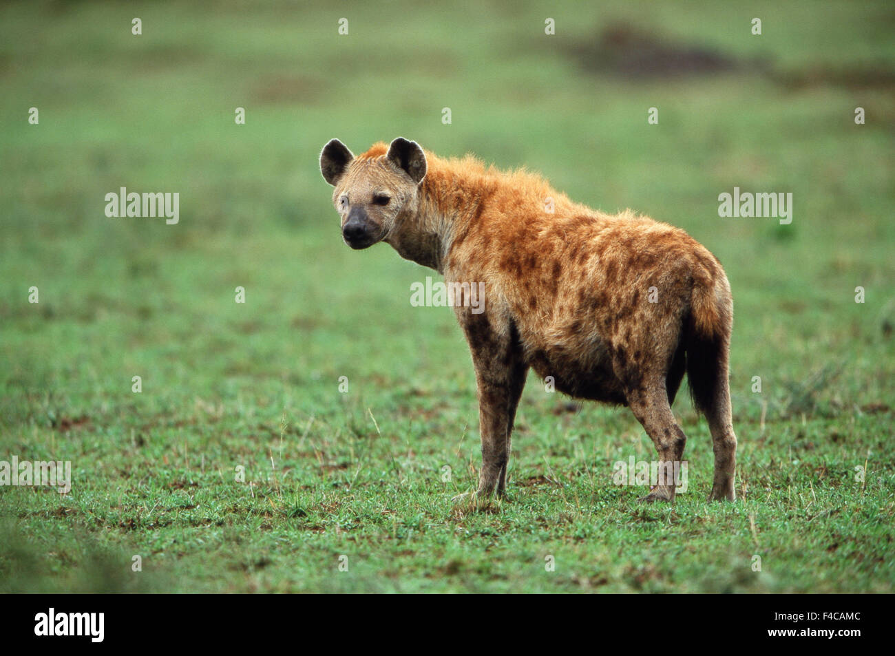 Kenia, Masai Mara National Reserve, schwanger gesichtet Hyäne wegsehen (großformatige Größen erhältlich) Stockfoto