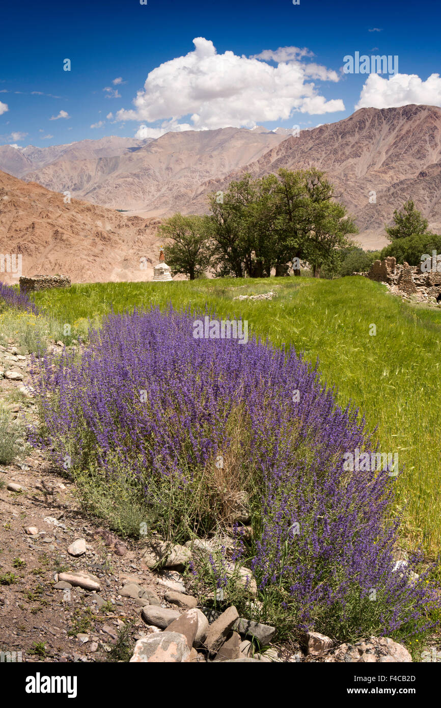 Indien, Jammu & Kashmir, Ladakh, Hemis, lila wilde Blumen wachsen am Rand des Gerstenfeld Stockfoto