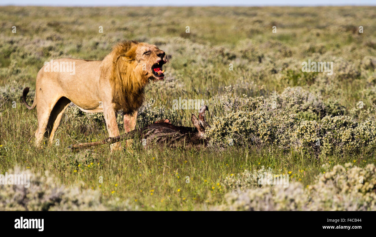 Afrika, Namibia, den Etosha-Nationalpark. Männlicher Löwe brüllt über Kadaver von Gnus. Kredit als: Bill Young / Jaynes Galerie / DanitaDelimont.com Stockfoto