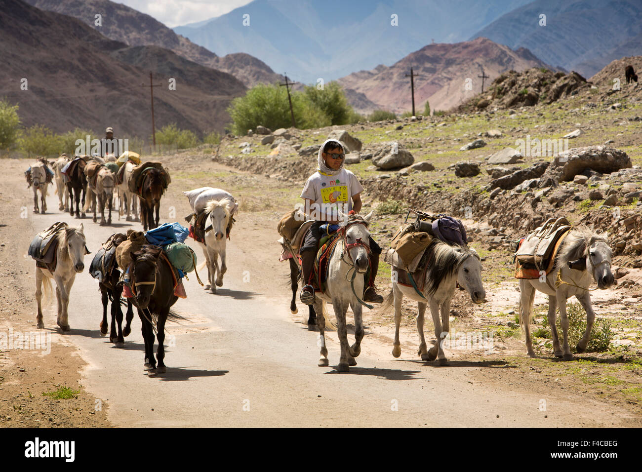 Indien, Jammu & Kashmir, Ladakh, Hemis, Packpferde unterwegs, traditionellen Güterverkehr über Straßennetz Stockfoto