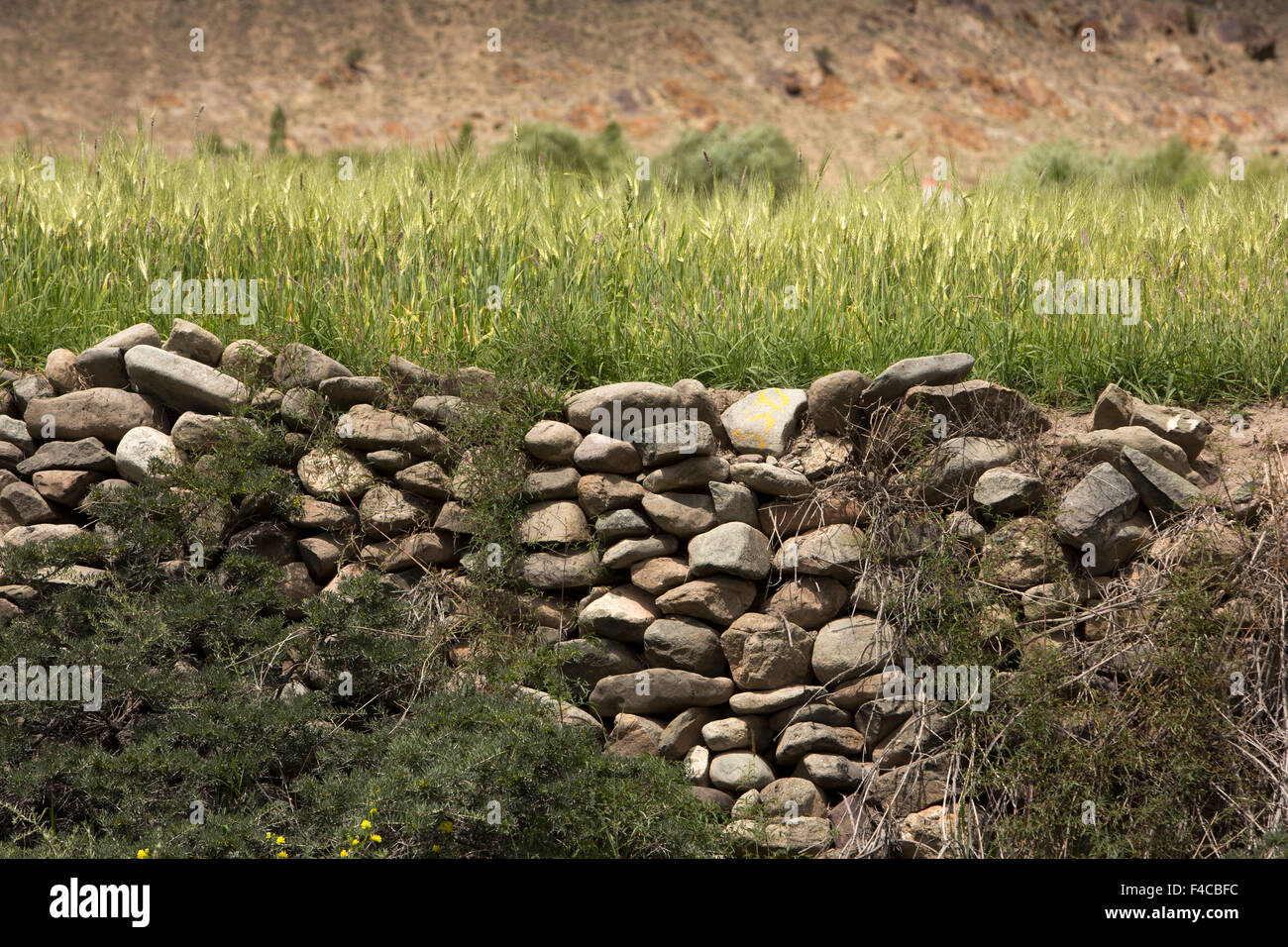 Indien, Jammu & Kashmir, Ladakh, Hemis, Landwirtschaft, Wand unterstützende terrassenförmig angelegten Bereich der Gerste Stockfoto