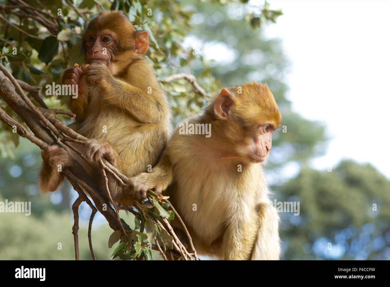 Marokko, Ifrane National Parc. Berberaffe (Macaca Sylvanus) ist ein Affe endemisch auf mittleren Atlasgebirge. Stockfoto