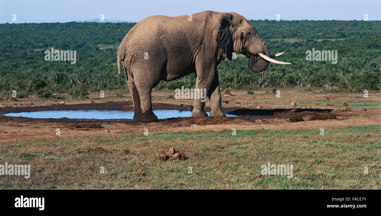 Südafrika, Addo Elephant National Park, Ansicht des afrikanischen Elefanten (großformatige Größen erhältlich) Stockfoto