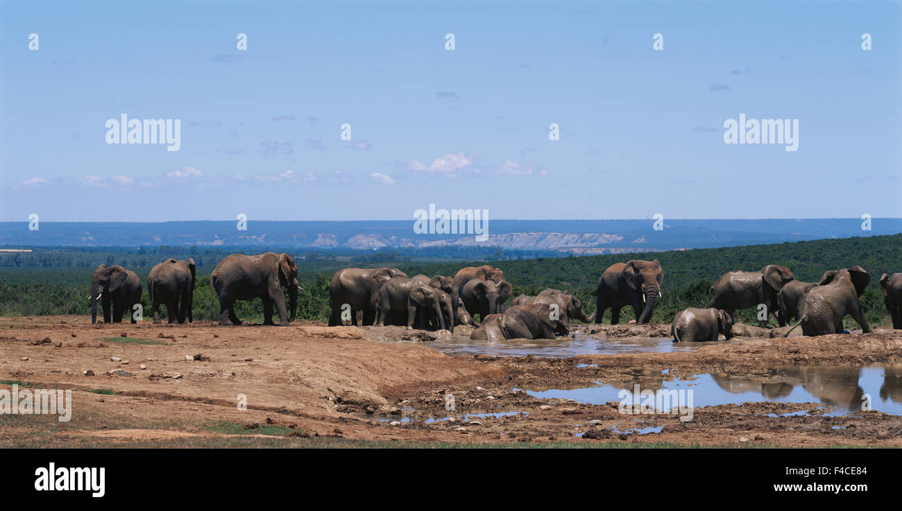 Süd-Afrika, afrikanische Elefanten im Addo Elephant National Park (großformatige Größen erhältlich) Stockfoto
