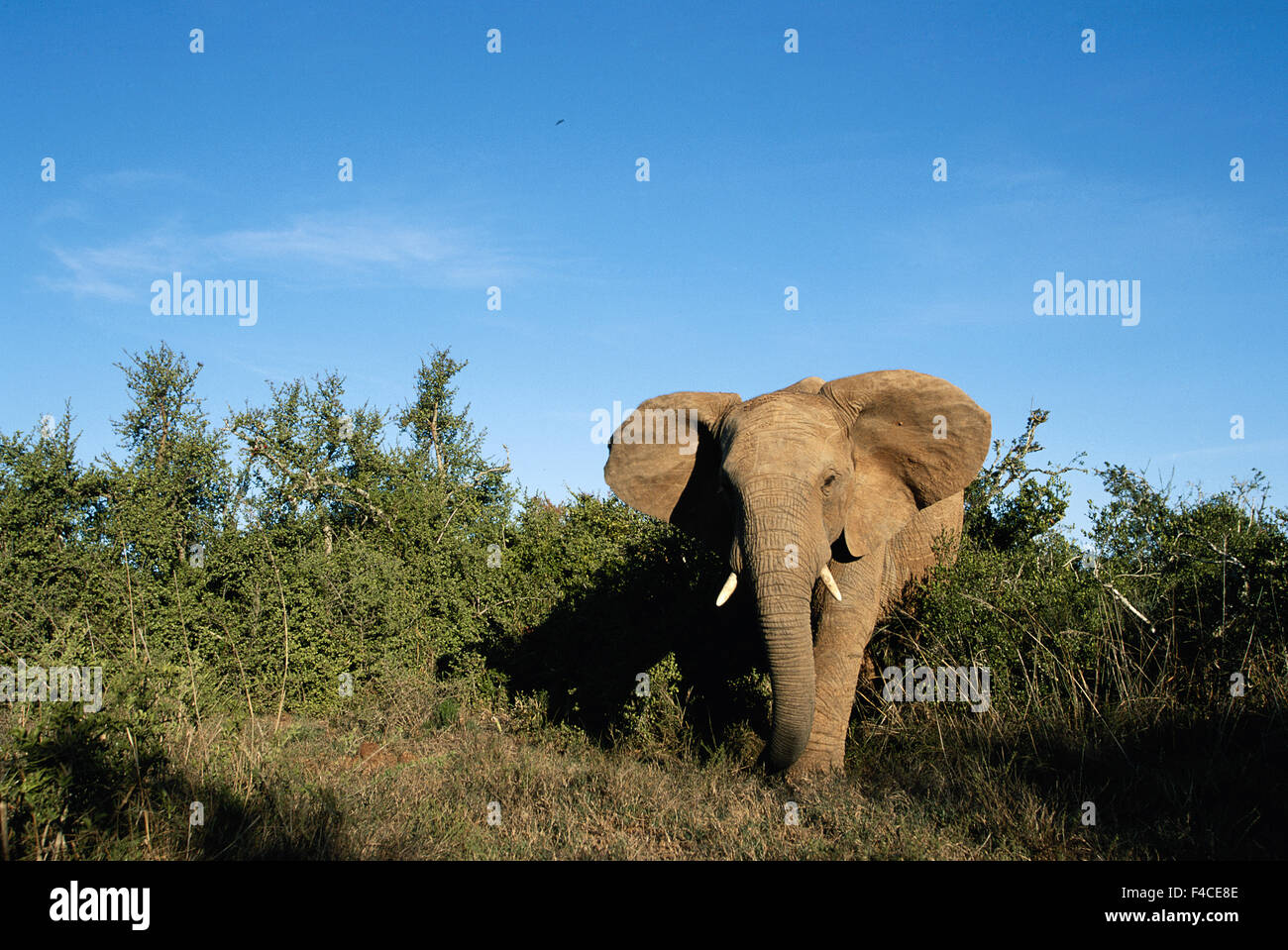 Addo Elephant National Park, Südafrika Elefanten stehen am Waldrand (großformatige Größen erhältlich) Stockfoto