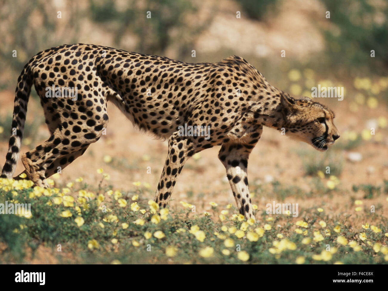 Südafrika, Kalahari Gemsbok National Park, Cheetah geht im Bereich der Wildblumen (großformatige Größen erhältlich) Stockfoto