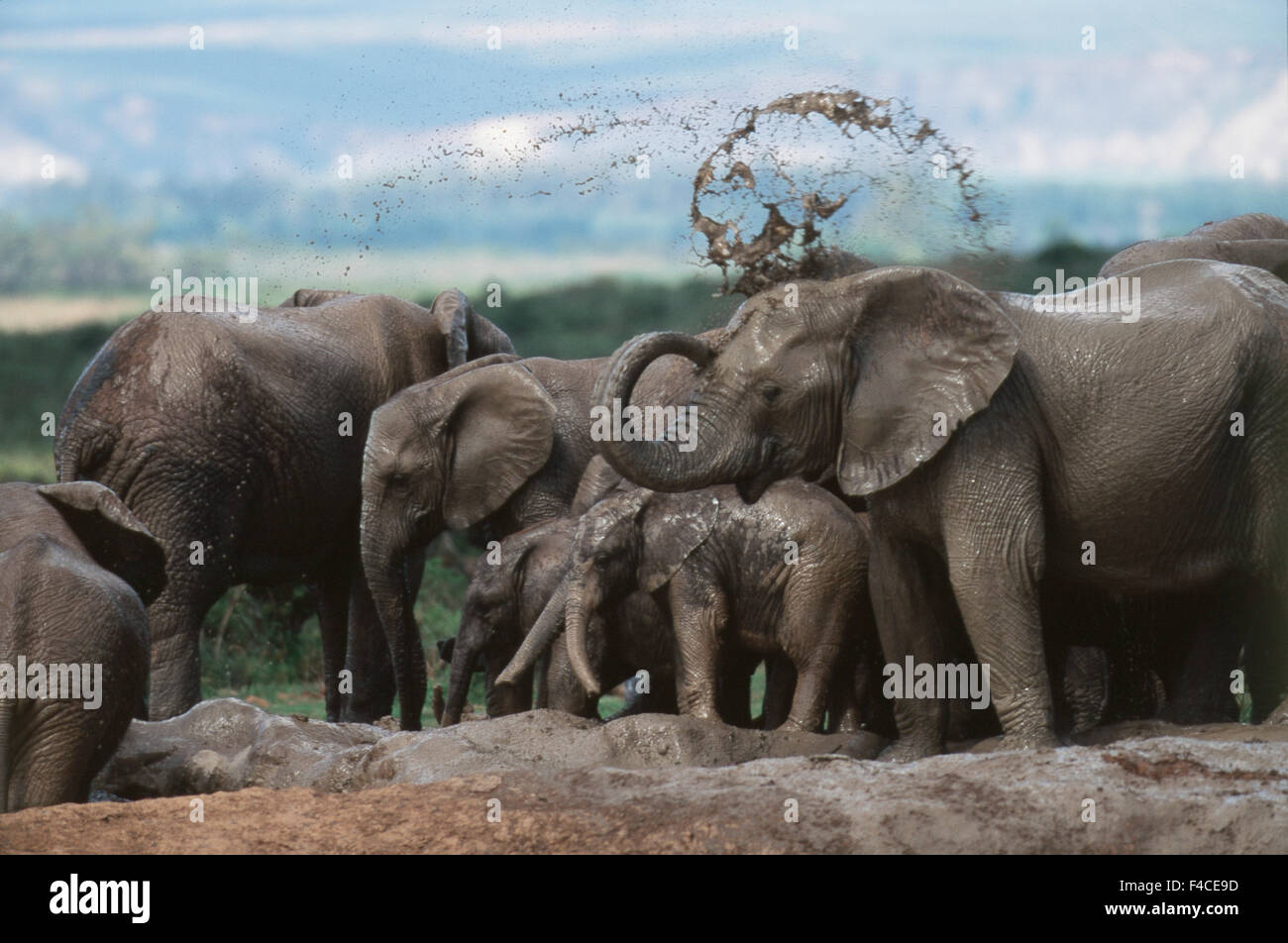 Südafrika, Addo Elephant National Park, Elephant suhlen im Schlamm am Wasserloch (großformatige Größen erhältlich) Stockfoto