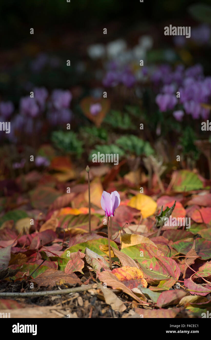 Cyclamen Hederifolium blüht auf dem Waldboden im Herbst. UK Stockfoto