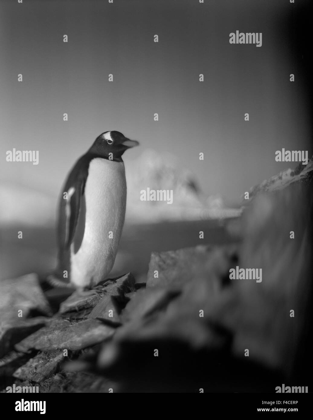 Antarktis, Petermann Island, verschwommene Farbbild des Gentoo Penguin Rookery mit vergletscherte Berggipfel in der Ferne. Stockfoto