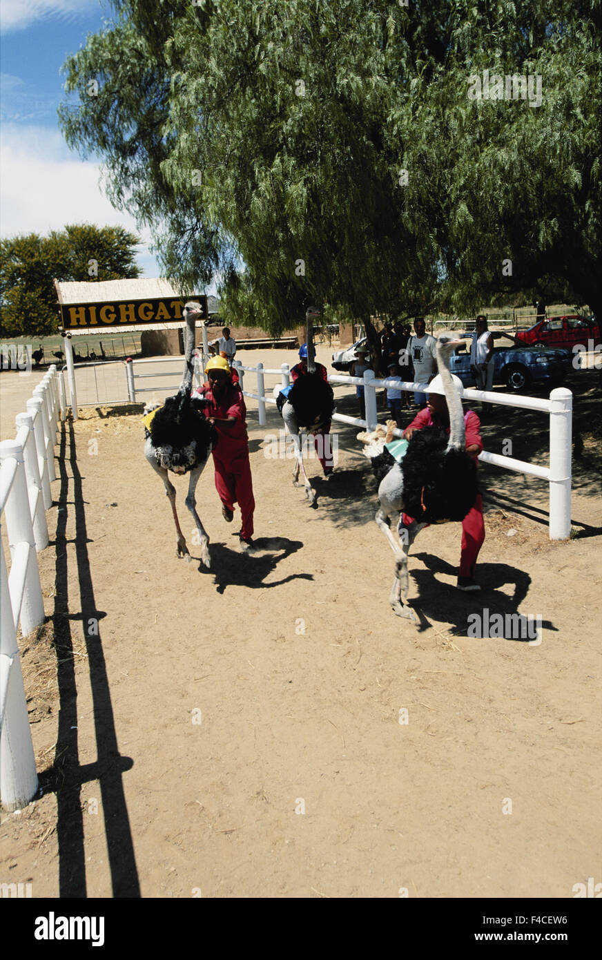 Südafrika, Karoo, Strauß Racing Oudtshoorn. (Großformatige Größen erhältlich) Stockfoto