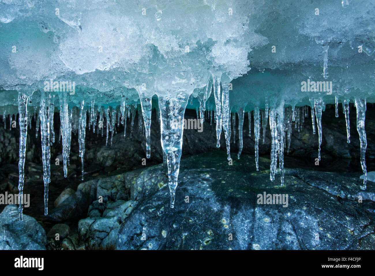 Antarktis, hängen kleine Eiszapfen von Eis Dach bei Flut Linie entlang der Küstenlinie auf Cuverville Island. Stockfoto