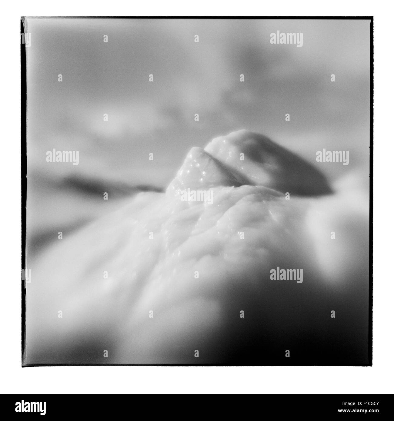 Antarktis, verschwommene schwarz-weiß Bild des Eisbergs angespült am Ufer von Deception Island (großformatige Größen erhältlich). Stockfoto