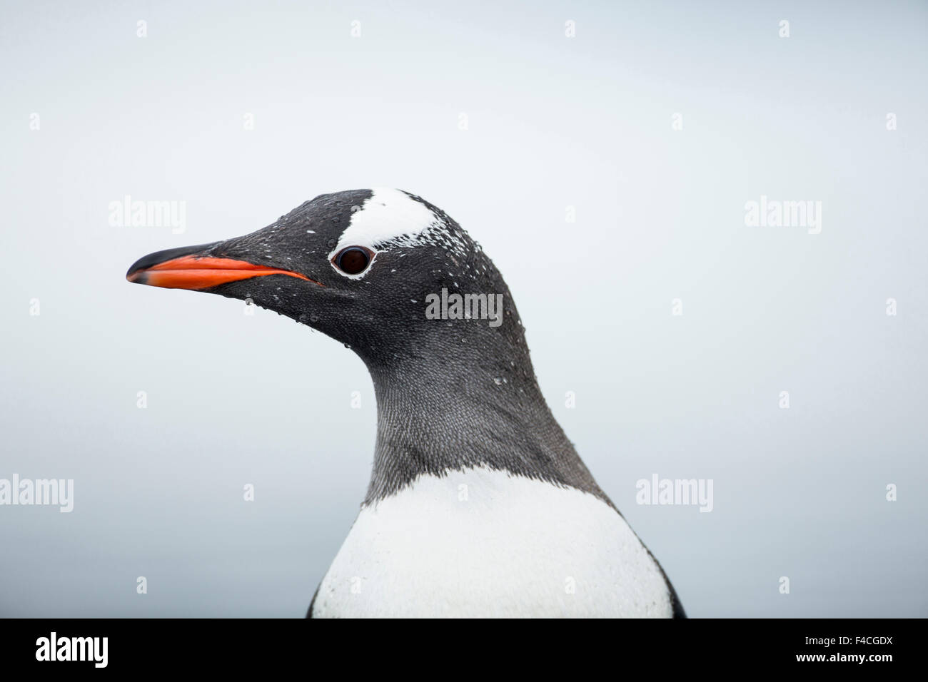 Antarktis, Cuverville Island, Nahaufnahme von Gentoo Penguin (Pygoscelis Papua) Schnee bedeckten Küste stehen. Stockfoto