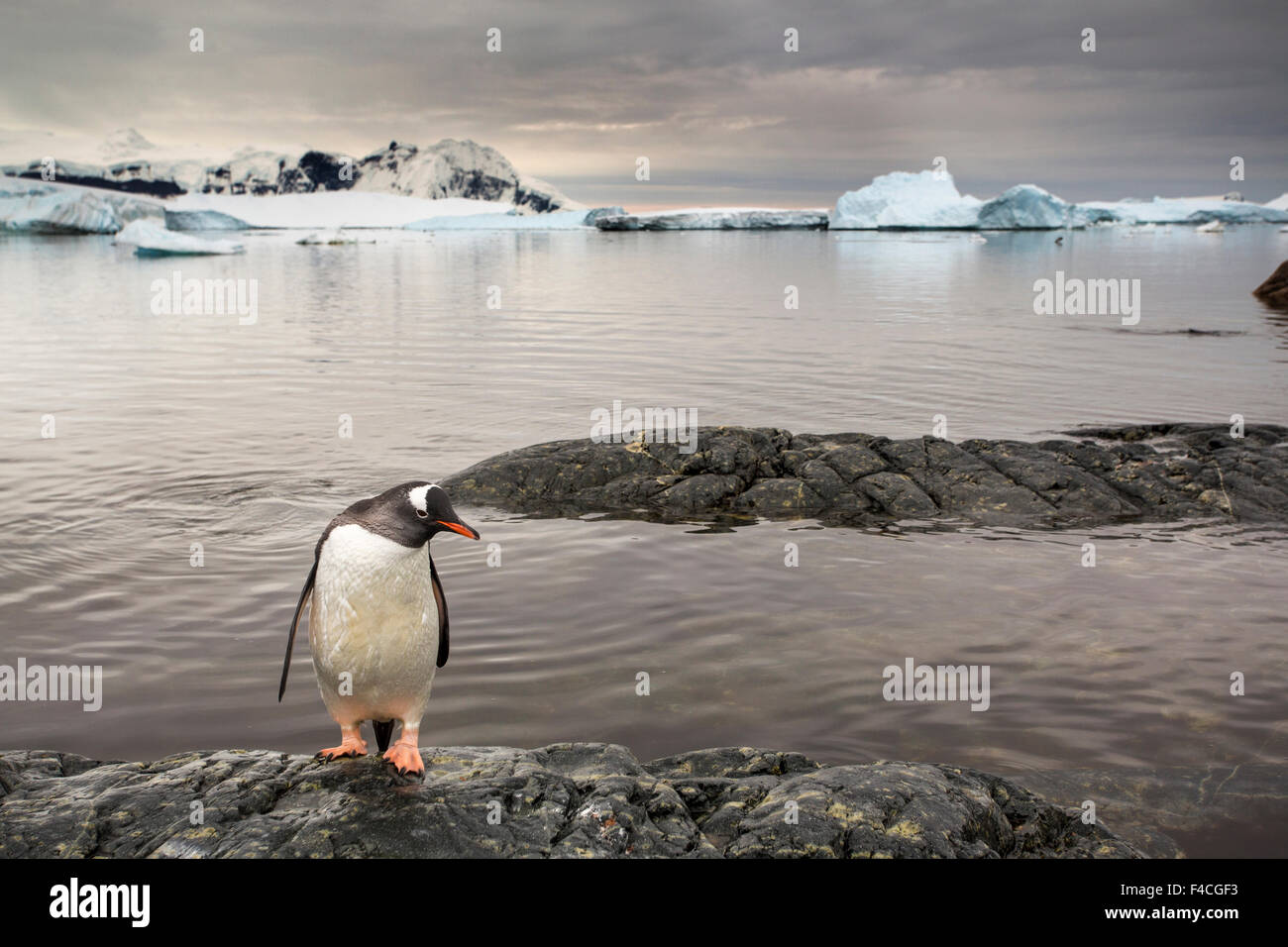 Antarktis, Cuverville Island, Gentoo Penguin (Pygoscelis Papua) stehen entlang der felsigen Küste mit Blick auf Ronge Insel. Stockfoto
